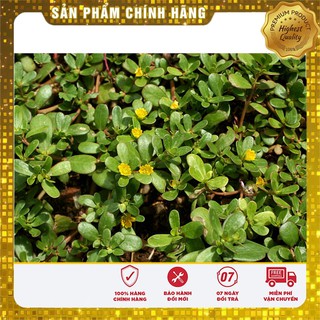 Hạt giống cây sâm đất (rau sam) - 50 hạt