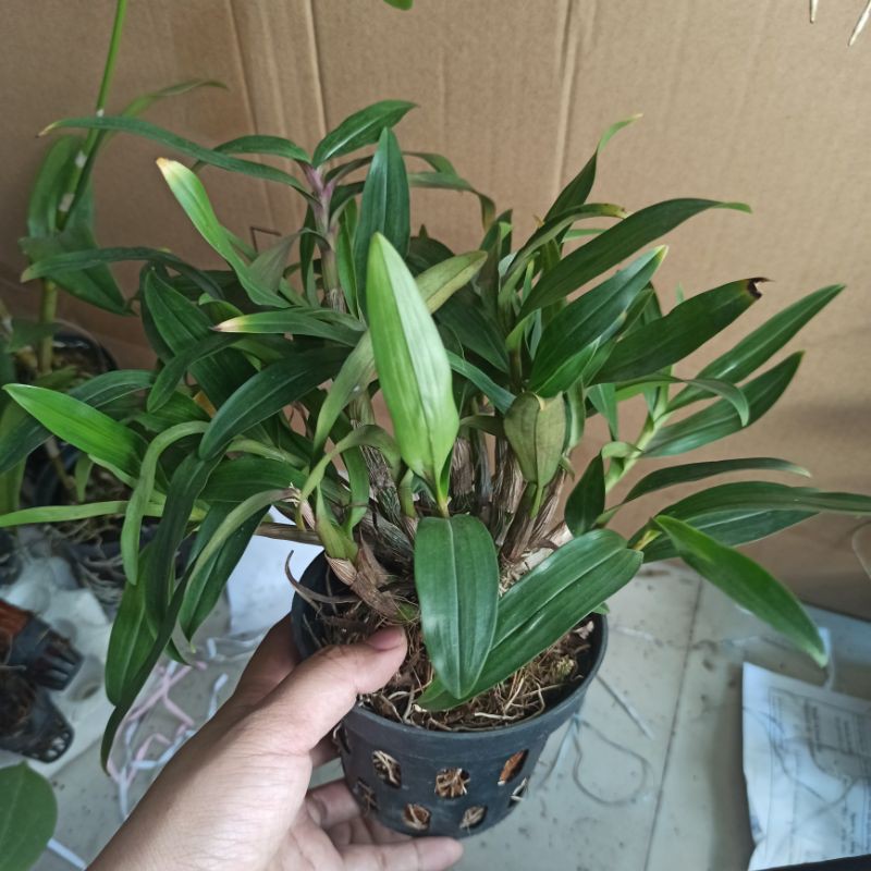 Hoa lan Denro Hibiki