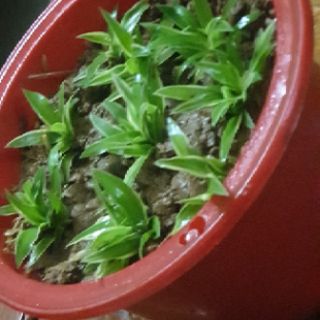 Combo 3 cây con dây nhện