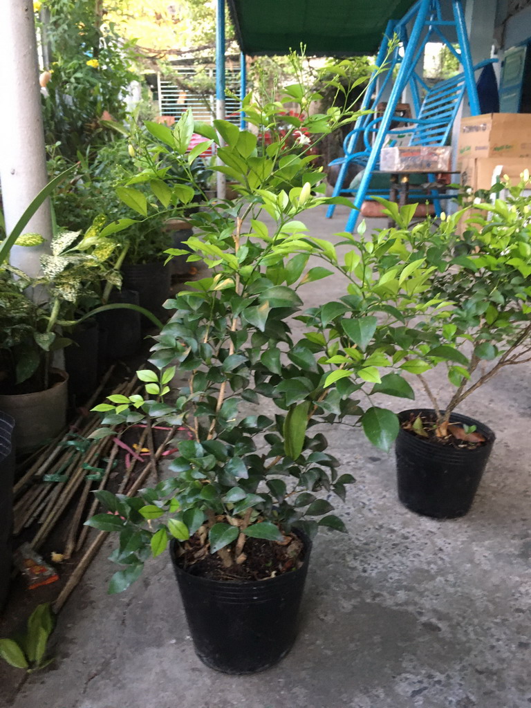 Cây nguyệt quế, nguyệt quý, nguyệt quới, nguyệt quất, cửu ly hương