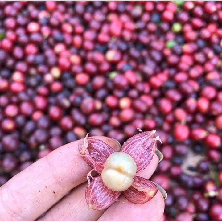 CÀ PHÊ RANG XAY NGUYÊN CHẤT ROBUSTA Rang Bơ/ Mộc 500Gr - Cà Phê Bột Nổi Tiếng Buôn Ma Thuột - ĐẶC SẢN ĐẮK LẮK