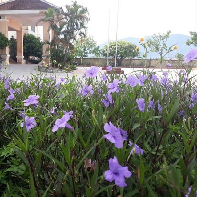 Hoa Chiều Tím - cây cảnh để bàn