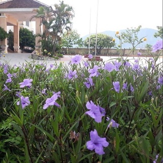 Hoa Chiều Tím - cây cảnh để bàn