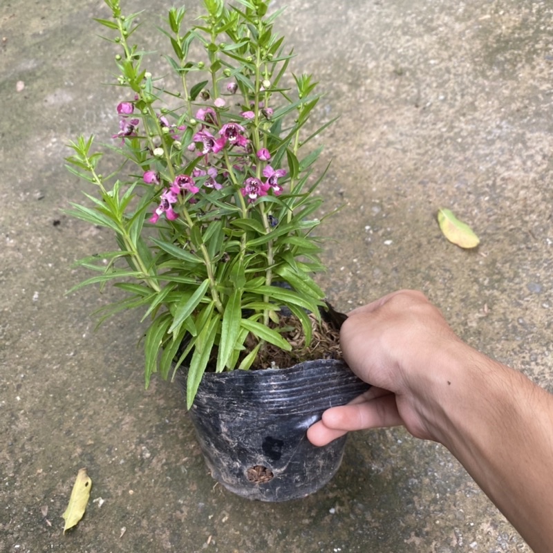 Cây hoa ngọc hân  trồng bịch đen thích hợp trang trí ban công sân vườn