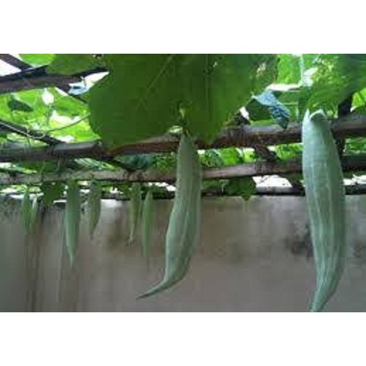 Hạt Giống Khổ Qua Tây  - MUA 3 TẶNG 1 CÙNG LOẠI - Dễ Trồng, Bổ Dưỡng