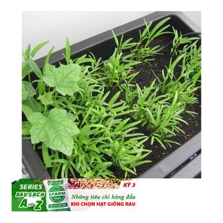 Hạt giống rau muống cao sản 50 hạt 50g hạt giống rau muống tre thái lan