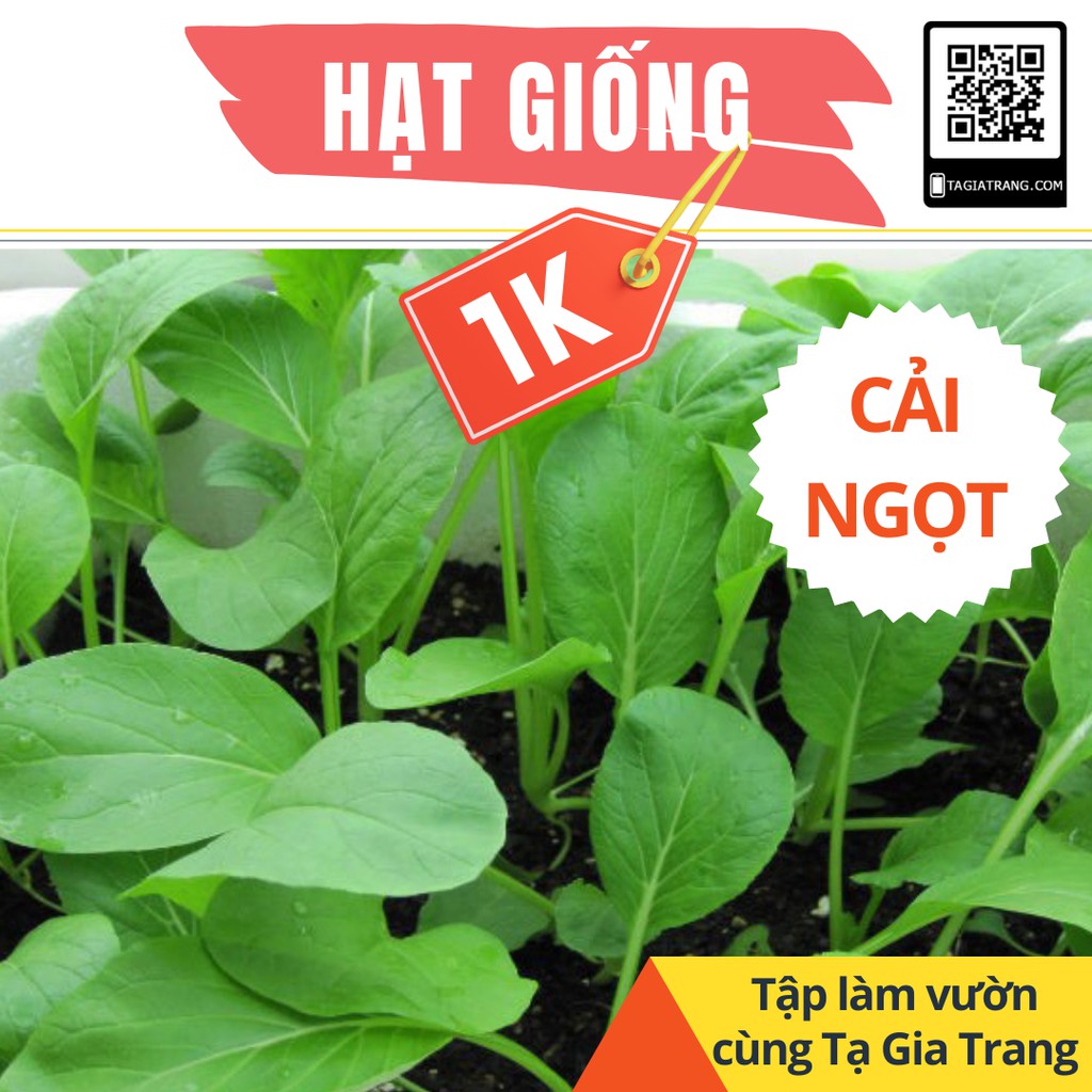 Deal 1K - Gói 100 hạt giống rau cải ngọt cọng xanh - Dự án Tập làm vườn cùng Tạ Gia Trang