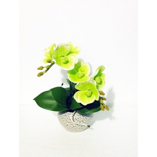 Hoa Lan Hồ điệp đất sét