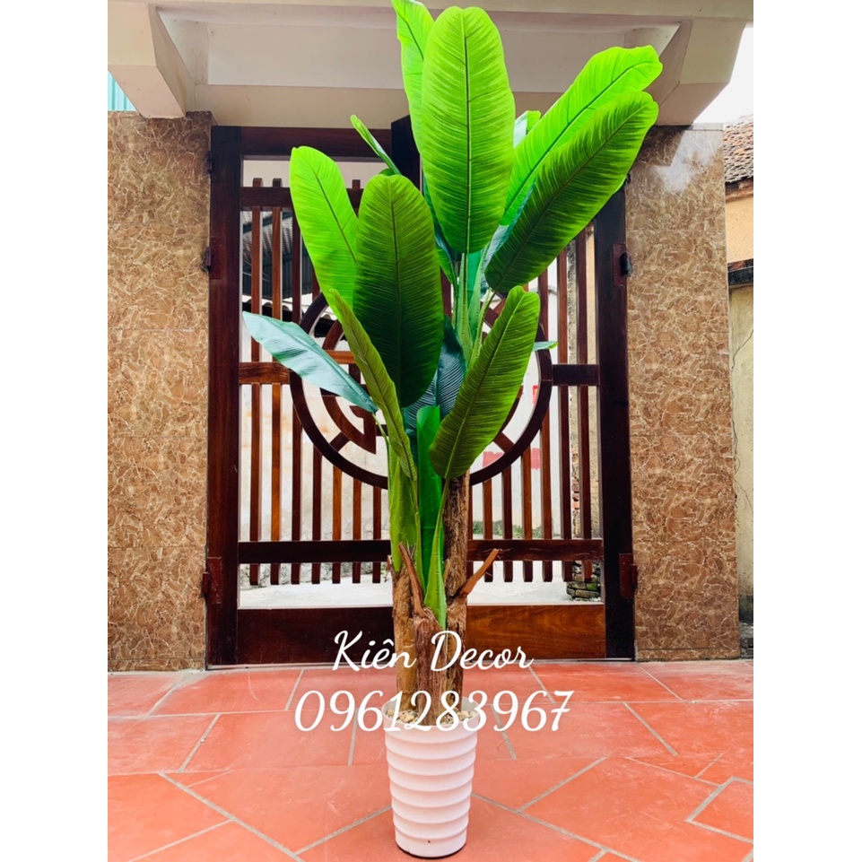 Cây chuối 3 thân chiều cao từ 1m2 đến 2m1 cây Decor trang trí không gian sống và làm việc