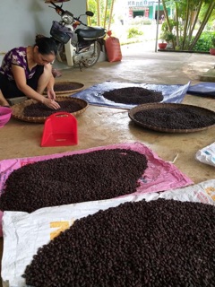 100 HẠT DỔI NẾP CỔ THỤ LOẠI 1
