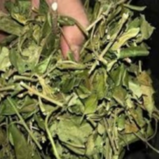 1 Kg Dây Thìa Canh khô đẹp.