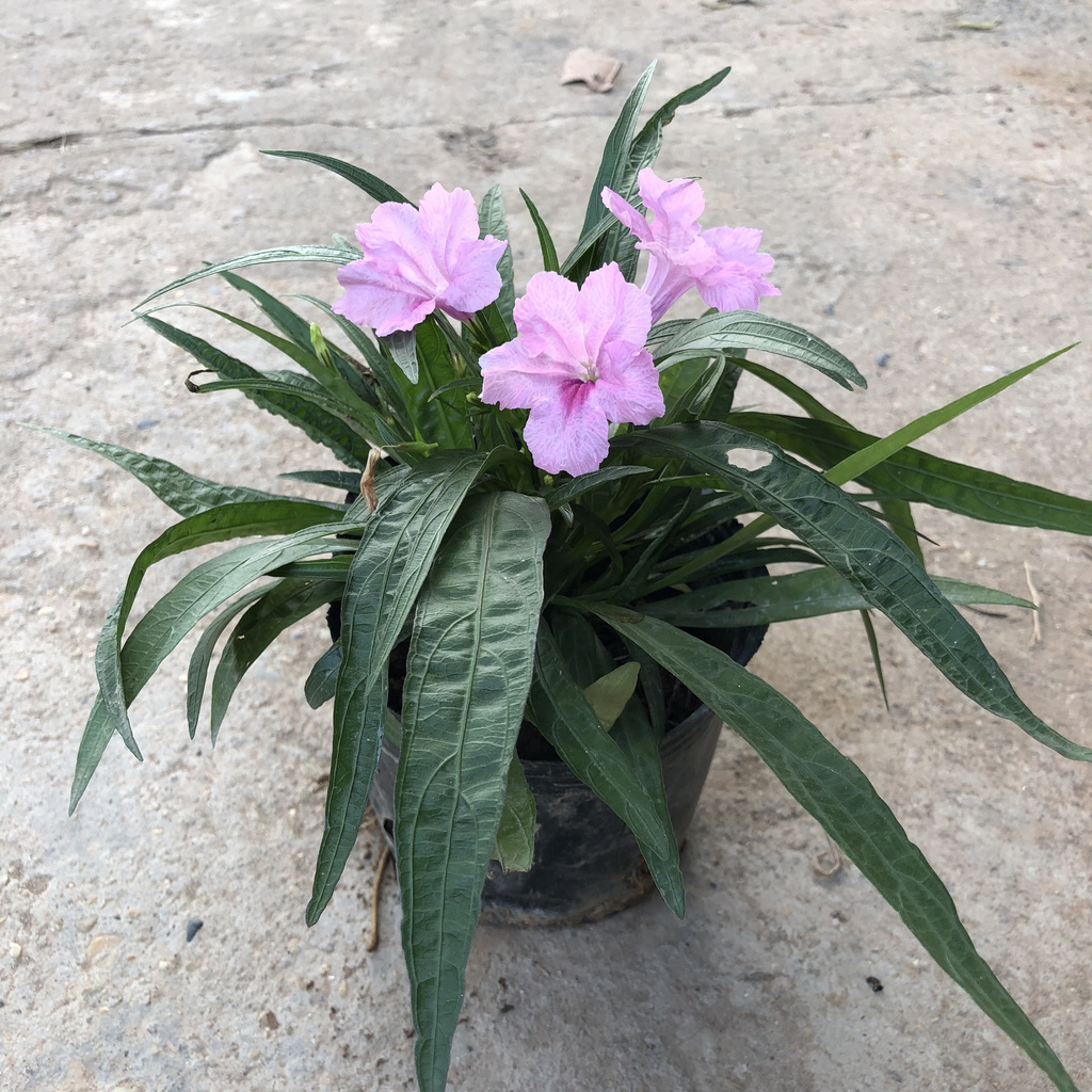 Cây hoa thạch thảo ( dạ yến thảo mexico ) , Chiều cao 10cm nụ hoa nở đẹp, thích hợp trang trí cảnh quan