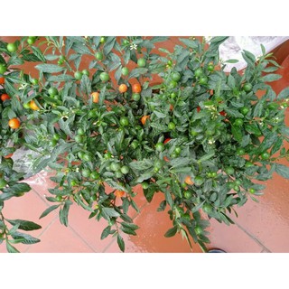 quất  nhật cảnh chơi tết