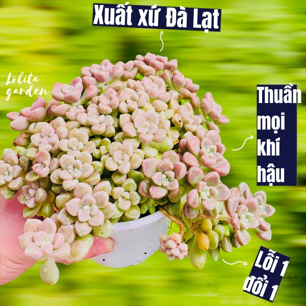 SEN ĐÁ KIM TUYẾN SIZE TRUNG BÌNH, HÀNG ĐÀ LẠT, SIÊU XINH SIÊU KHỎE, LỖI 1 ĐỔI 1