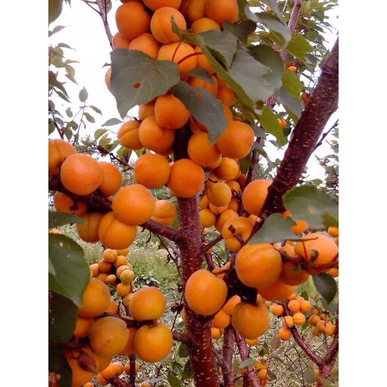 CÂY MẬN VÀNG MIRABELLE