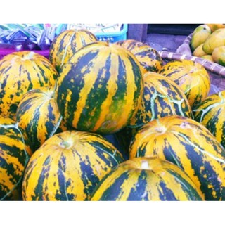 2gr Hạt giống Dưa Bở Thơm Cao Sản(Dưa da ếch) kèm quà tặng
