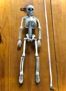 Mô hình bộ xương 40cm