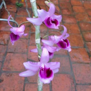 Phong lan rừng Điện Biên