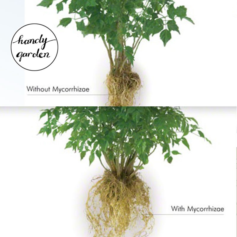 [Ship nhanh] Mycorrhiza Nấm Cộng Sinh phát triển rễ cây sen đá, xương rồng, kiểng lá, hoa hồng, hương thảo | HandyGarden