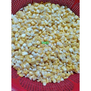 Hạt giống Bắp Ngọt ( Bắp Mỹ )