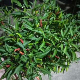 Cây 🌲 Ớt xanh ( hiểm)