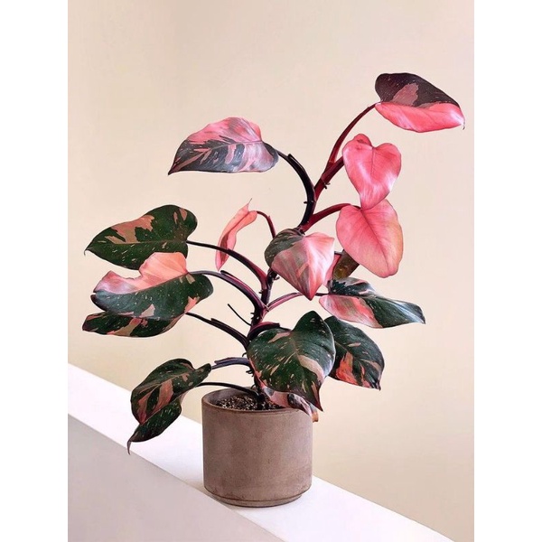 Cây Philodendron pink princess marble - Công chúa màu hồng lá lớn