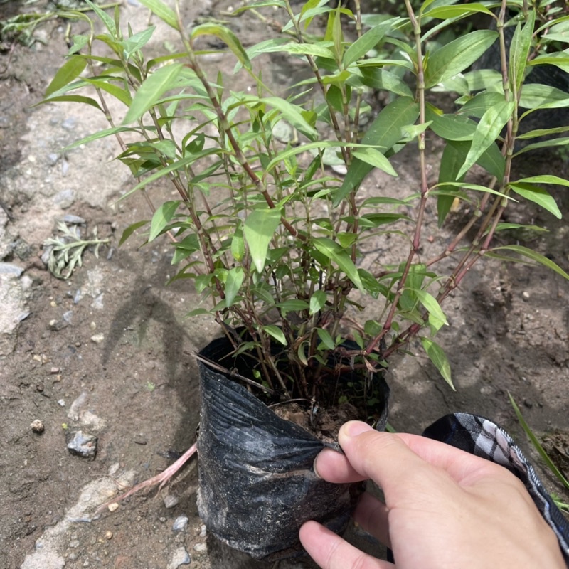 Cây RAU RĂM trồng sẵn bầu nhỏ nhiều ngọn xum xuê,mùi hương nhẹ dùng làm gia vị,rau sống