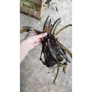 combo 50 củ súng thái mini đủ màu