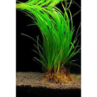 [Mã PET1504 giảm 8% đơn 300K] Cỏ Narong - Cây thuỷ sinh hậu cảnh