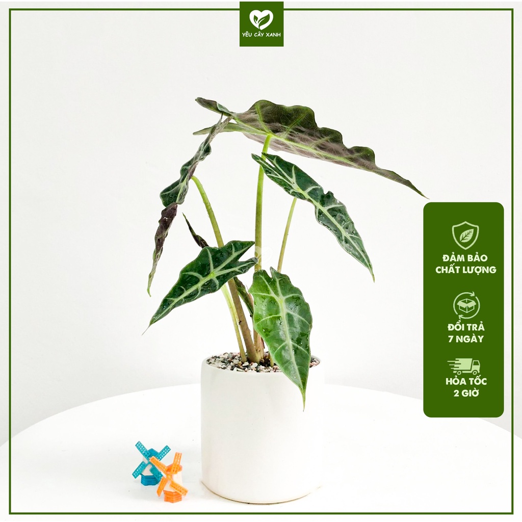 Cây Môn Quan âm để bàn kèm chậu - Cây Alocasia Polly