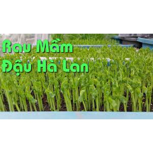 (Gói 20g )Hạt giống mầm đậu hà lan dễ trồng kháng bệnh tốt năng suất cao-Tổng kho hạt giống giá rẻ