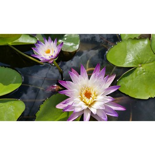 Cây to hoa súng thái lan màu Tím Trắng Purple Joy V-14