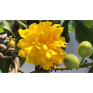 Hoa mai cúc VIP bình định_cây ghép chuẩn