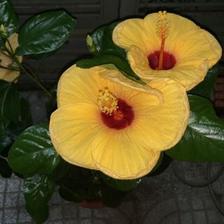 Cây 🌲 Bông dâm bụt Thái (siêu hoa)