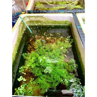 cây sừng hươu thủy sinh