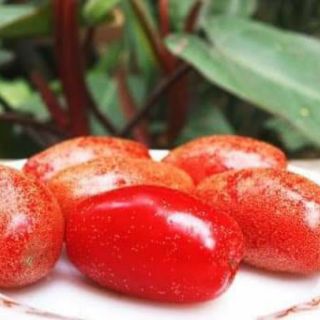 Cây giống nhót ngọt
