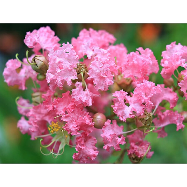 Tường Vi giống bon sai đang hoa như hình