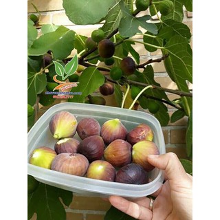 Sung mỹ đang trái dáng đẹp