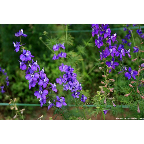 Tinh dầu treo xe , treo tủ đồ hương hoa Violet