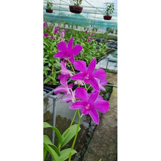 HOA LAN PINK XƯA