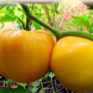 Hạt giống cà chua trái tim vàng
