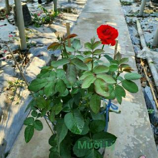 Cây hồng lửa lớn