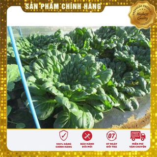 Hạt giống Cải Hoa Hồng 1Gram
