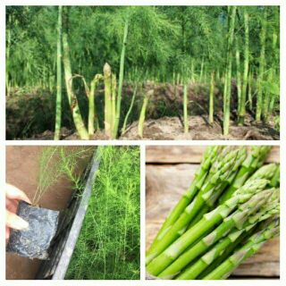 10 CÂY GIỐNG MĂNG TÂY(F1)(cây nhỡ)