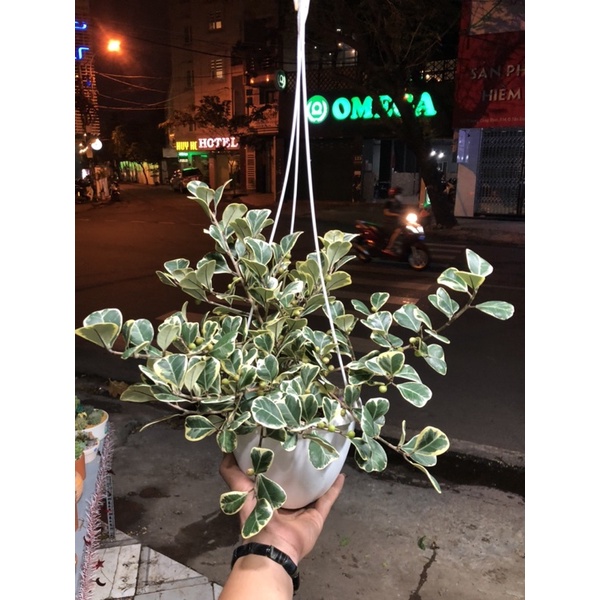 CÂY BÀNG CẨM THẠCH- CÂY ĐA TAM PHÚC- CHẬU GIỎ TREO, CÂY PHONG THUỶ RẤT ĐẸP!