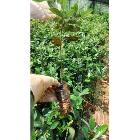 Combo 3 Cây sim rừng, sim ta giống bán buôn sỉ