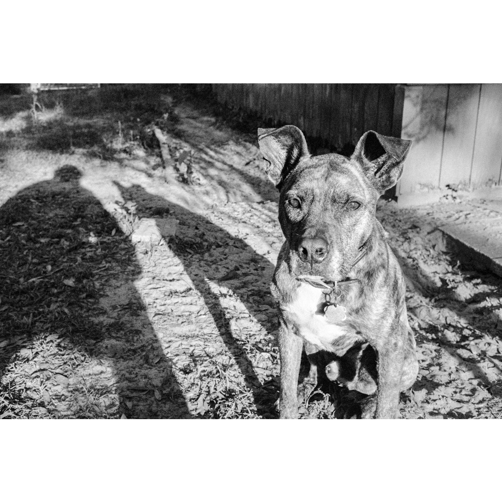 Phim Kosmo Foto Agent Shadow ISO 400, Đen Trắng B&W, 135/35mm x 36 Kiểu, In Date Cho Máy Chụp Ảnh Film - LIIQ Flash