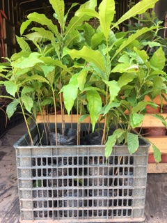 Vú sữa hoàng kim (Combo 2 cây )