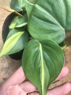 Chậu treo Trầu bà Brazil