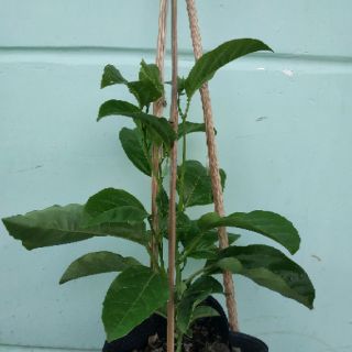 Chậu cây chanh leo